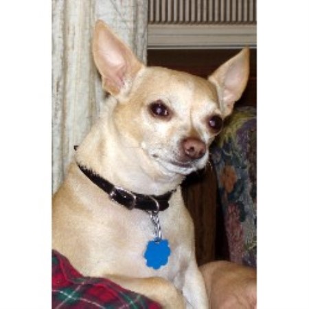 Dog Grooming Northport Dog Grooming Northport