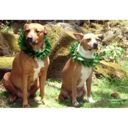 Dog walking in Poway, California