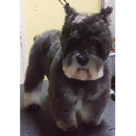Dog Groomer in Virginia