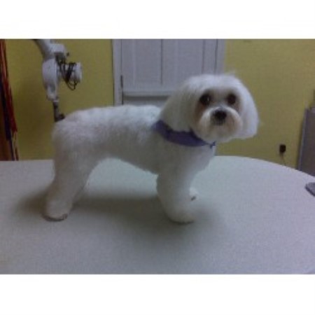 Dog Groomer in Virginia