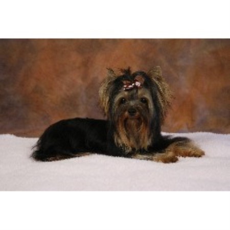Dog Groomer in Virginia
