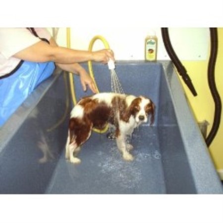 Dog Training Killeen Area Dog Training Killeen Area