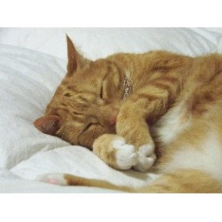 Our happy customer Mr Kitty