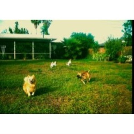 Boarding Kennels ,Boarding KennelsPet SittingFlorida