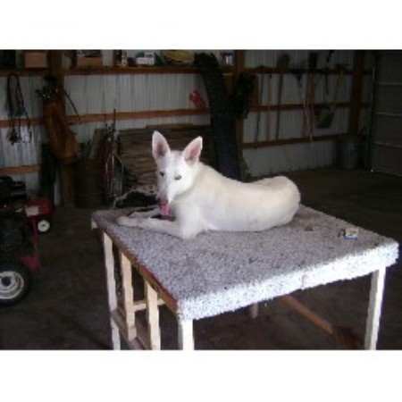 Dog Training in Illinois