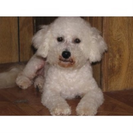 puppies for sale in ruston la 99 animals and 1 flea ruston louisiana 71270 puppies for sale in ruston la 99 animals and 1 flea ruston louisiana 71270