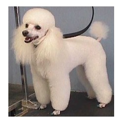 Dog Grooming Salon in Wetumpka, Alabama