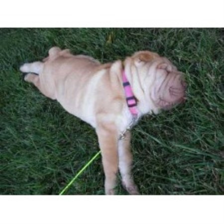 Reliable dog walking and pet sitting in Haymarket, Virginia