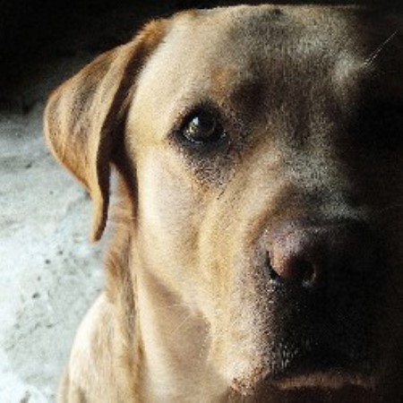 Dog Trainer in Surprise, Arizona
