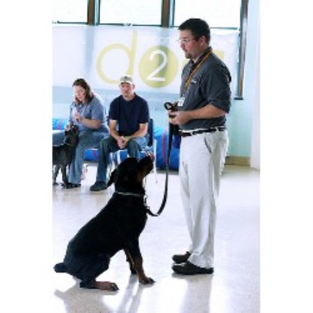 Obedient Dog Training in Newtown, Pennsylvania