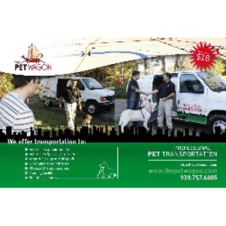 Experienced pet sitter and dog walker in Durham, North Carolina