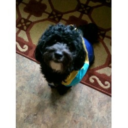 Dog walker in Stow, Ohio