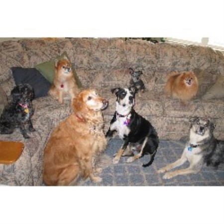 Dog Store in Cedar City, UT