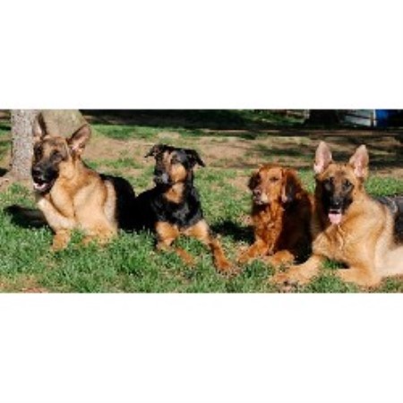 House breaking for puppies in Sterling, Virginia