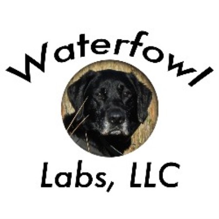 Dog Trainer in Andover, Minnesota