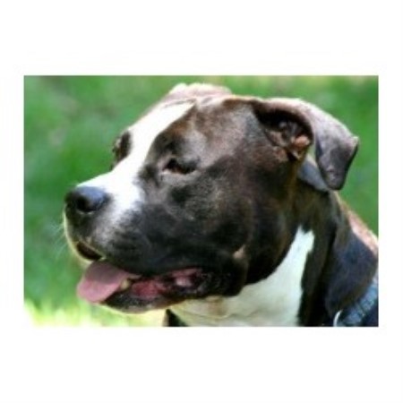 Dog barking behavior expert in Greenwich, Connecticut