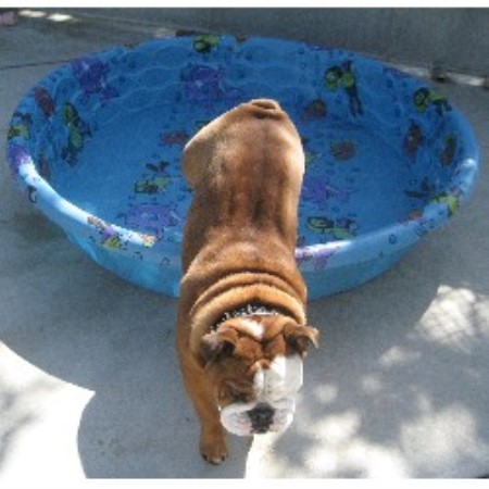 Dog sitter in Brentwood, California