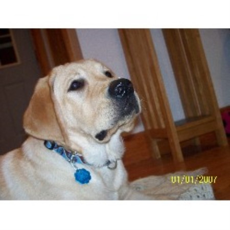 House breaking for puppies in Gloversville, New York