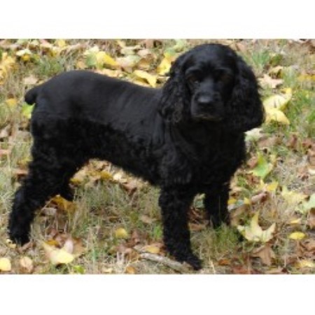 Dog barking behavior expert in Linden, California