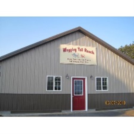 House sitting and walking for puppies and dogs in Elk Mound, Wisconsin
