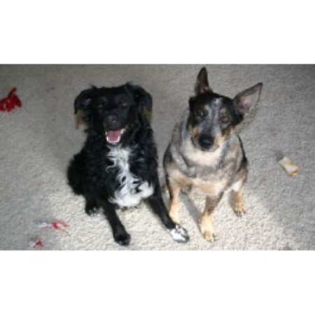 Reliable dog walking and pet sitting in Broomfield, Colorado