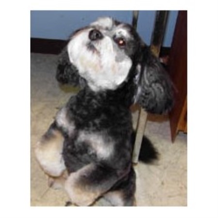 Grooming Salon for dogs in Cheney, Washington