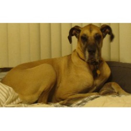 House sitting and walking for puppies and dogs in Colorado Springs, Colorado