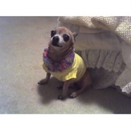Small and friendly dog walking service in Pittsburgh, Pennsylvania