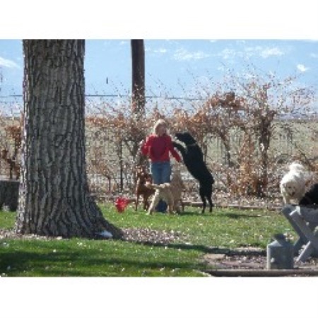 Dog walker in Longmont, Colorado