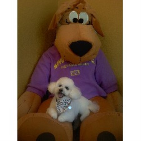 Dog Grooming Salon in Palm Bay, Florida