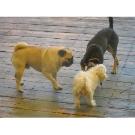 Puppy Trainer in Hialeah, Florida
