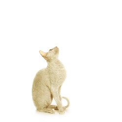 Dog Boarding Facilities n Mesa, Arizona