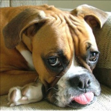 Positive training and pet care services in Westerville, Ohio