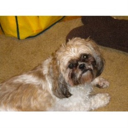 Dog Store in Mount Laurel, NJ