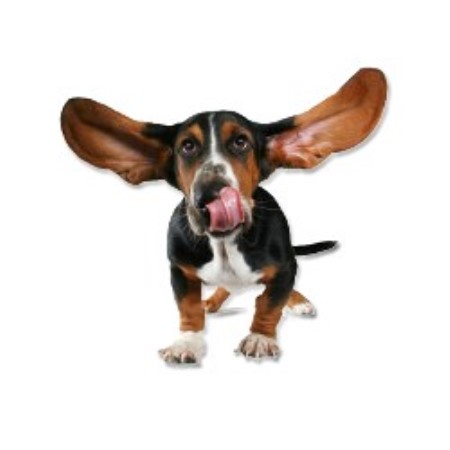 Dog Groomer in Miami, Florida