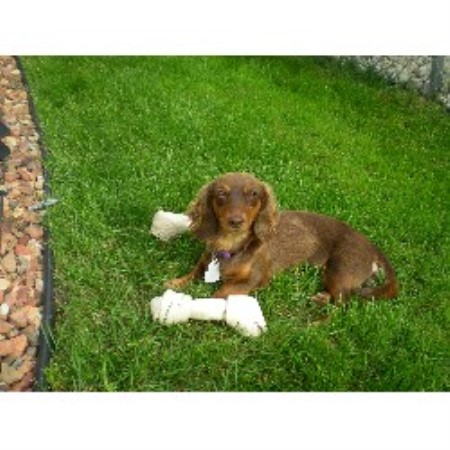 House sitting and walking for puppies and dogs in Westchester, Illinois