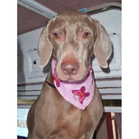 Grooming Parlor for pets in Fort Wayne, Indiana