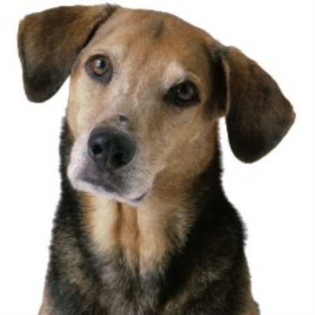 Dog sitter in Northville, Michigan