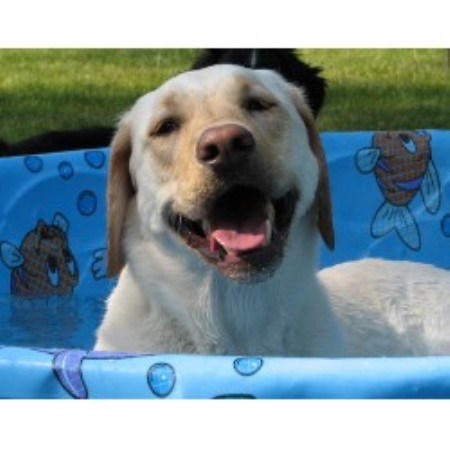 Pet sitter for dogs in Fort Myers, Florida