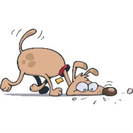 Puppy/Dog obedience training in Woodinville, Washington