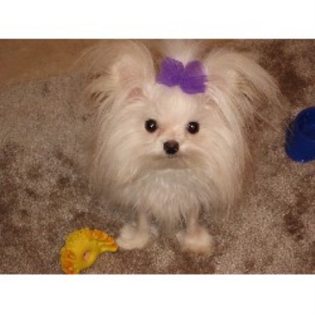 House sitting and walking for puppies and dogs in Naples, Florida