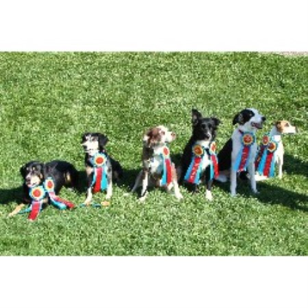 Salon featuring dog groomers Phoenix, Arizona