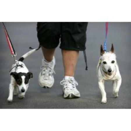 Dog Groomer - Hillsborough, New Jersey