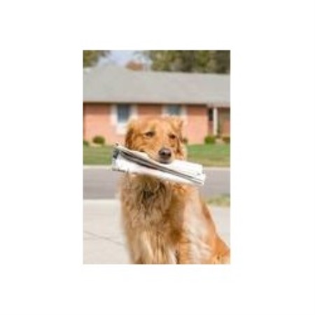 Small and friendly dog walking service in Silver Spring, Maryland
