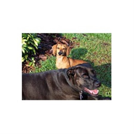 Dog Groomer - Melbourne, Florida
