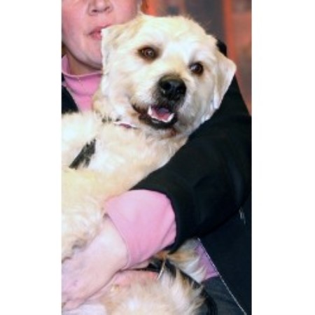 Puppy Trainer in Hillsborough, New Jersey