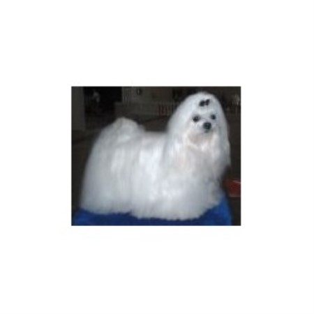 Mobile dog groomers - Conroe, Texas