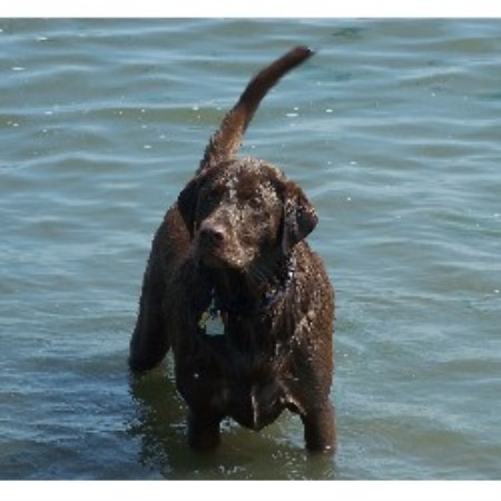 Experienced pet sitter and dog walker in Bedminster, New Jersey