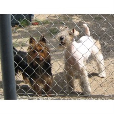 Dog Trainer in Sun Valley, California