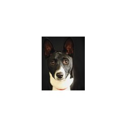 Reliable dog walking and pet sitting in Minneapolis, Minnesota